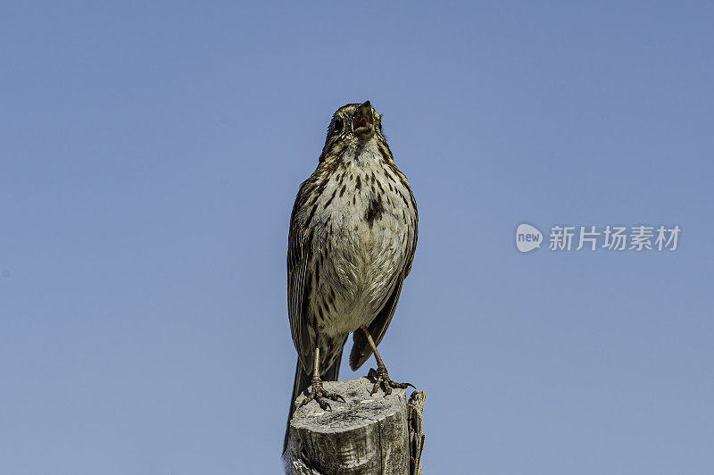 歌雀(Melospiza melodia)是一种中型的新大陆麻雀。在北美的本土麻雀中，它无疑是数量最多、变化最多、适应性最强的物种之一。马勒尔国家野生动物保护区，俄勒冈州。雀形目,通过